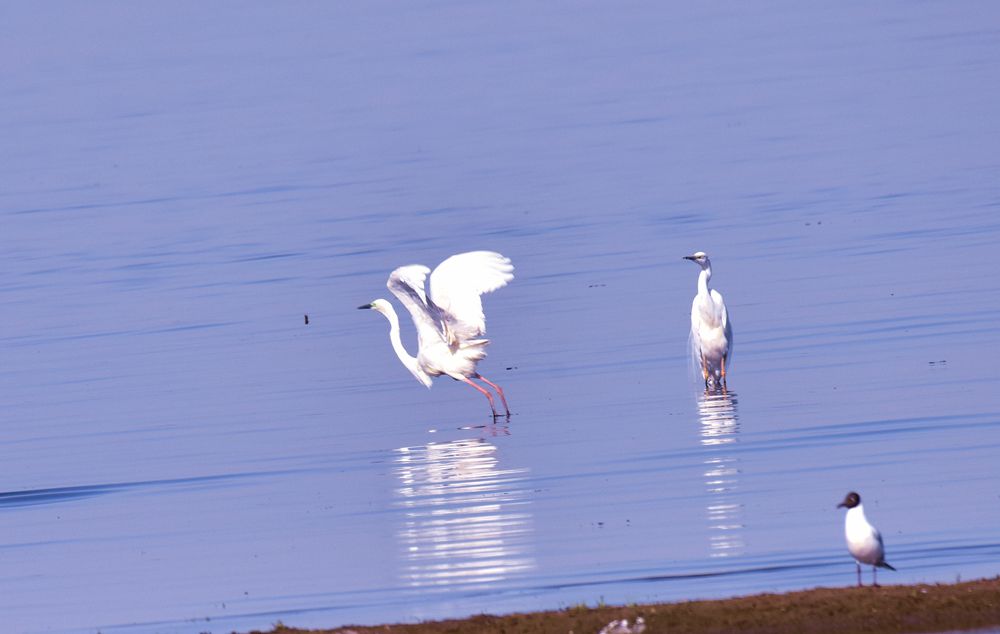 ��Ƭ��԰���� 604_����.jpg