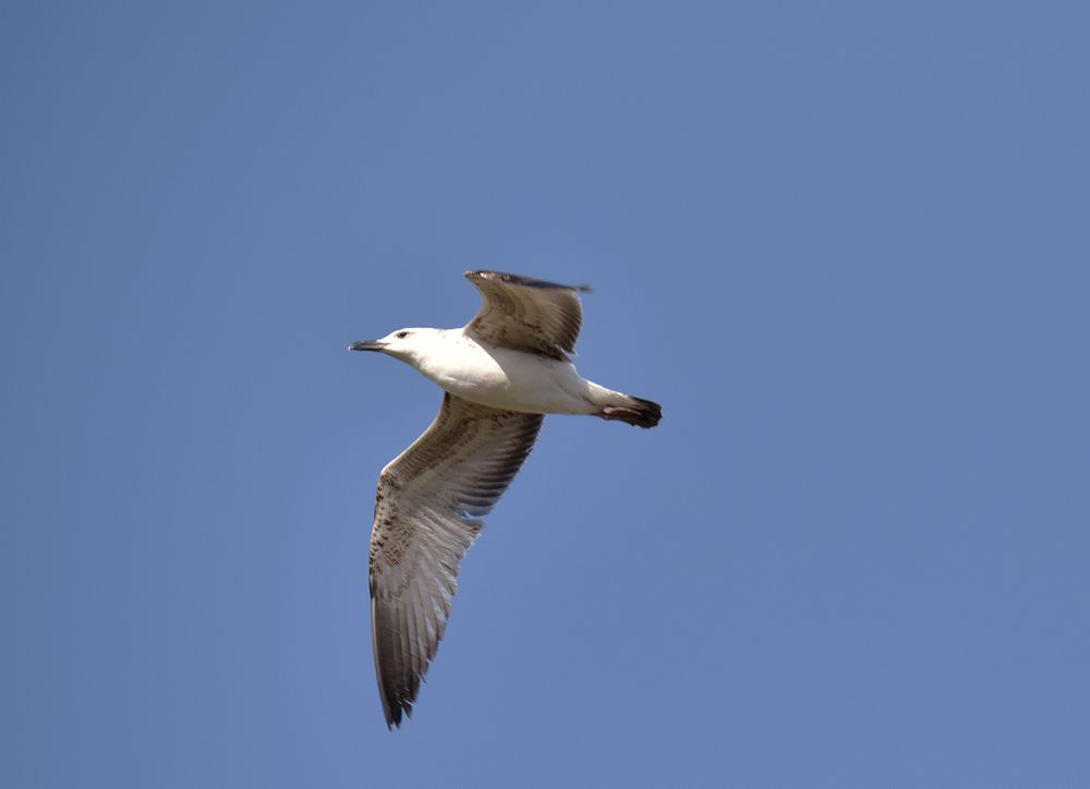 ��Ƭ��԰���� 552_����.jpg