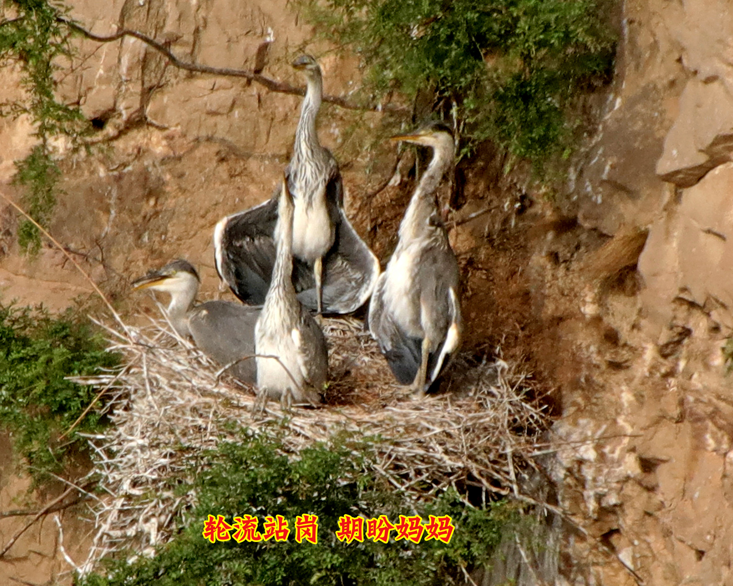 �ǻ�С�� (1).JPG