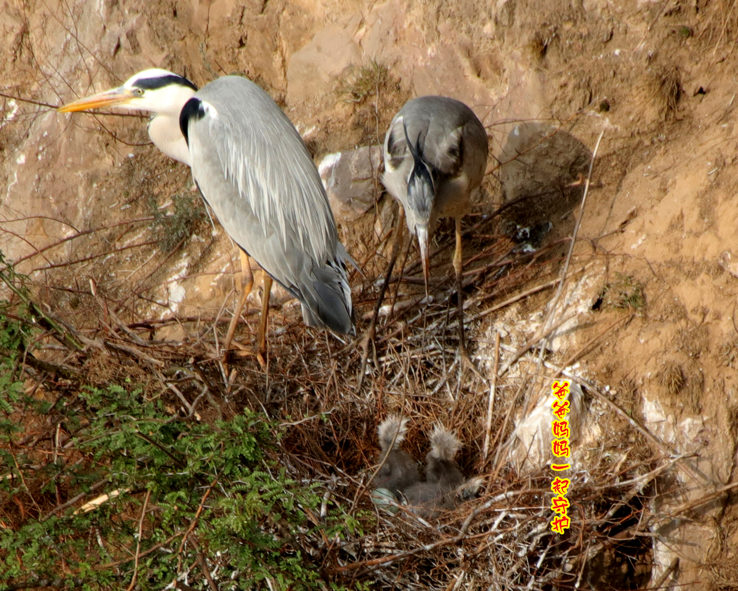 �ǻ�С�� (2).JPG