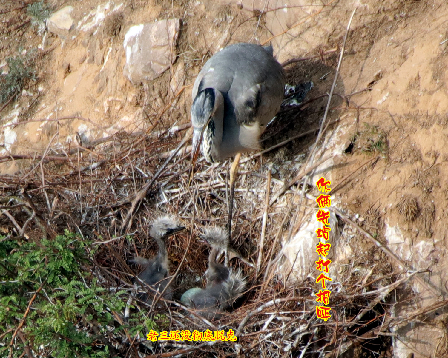 �ǻ�С�� (3).JPG