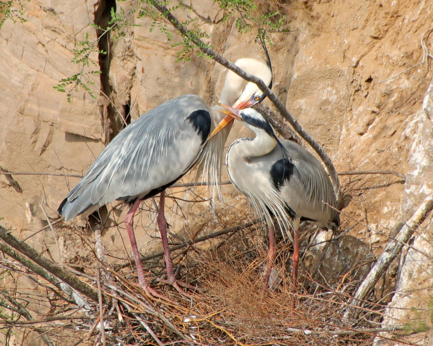 ���صĲ�ǰ���� (1).JPG