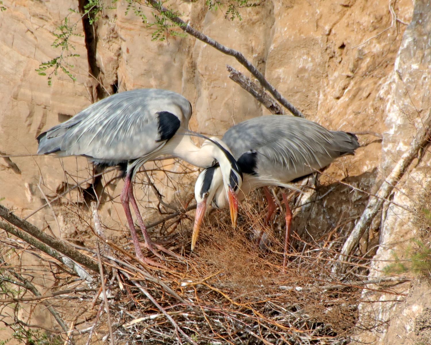 ���صĲ�ǰ���� (3).JPG