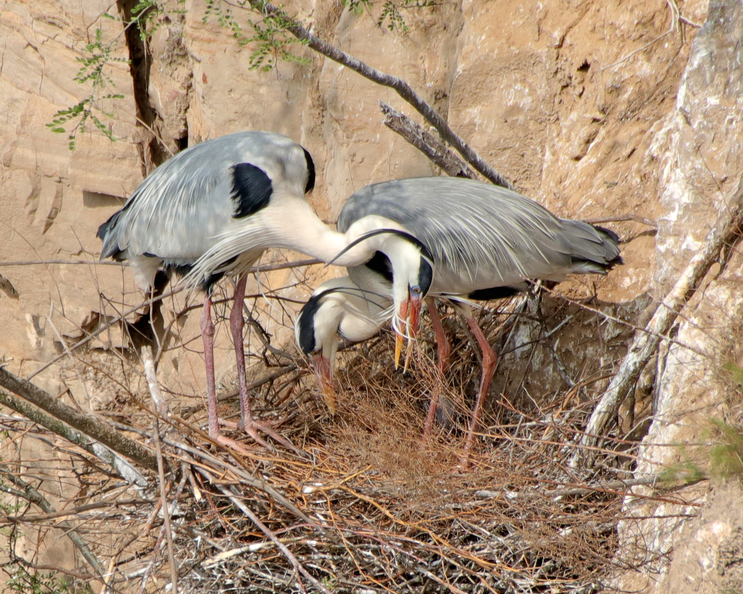 ���صĲ�ǰ���� (6).JPG