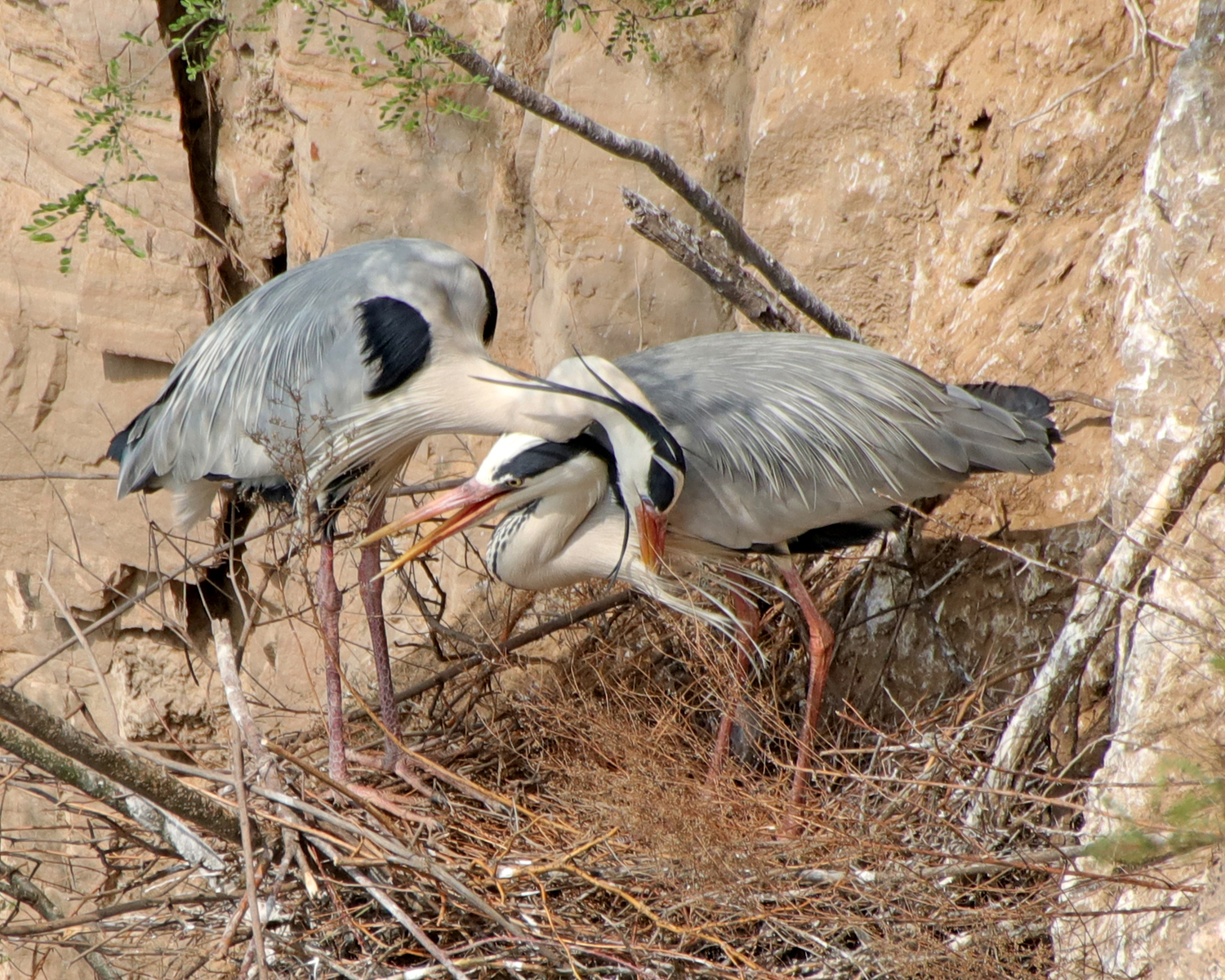 ���صĲ�ǰ���� (8).JPG