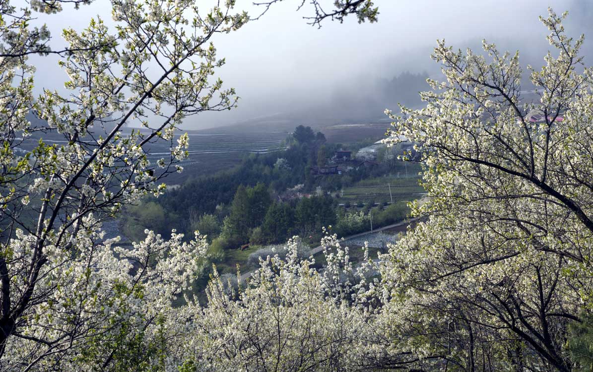 ����ɽ��