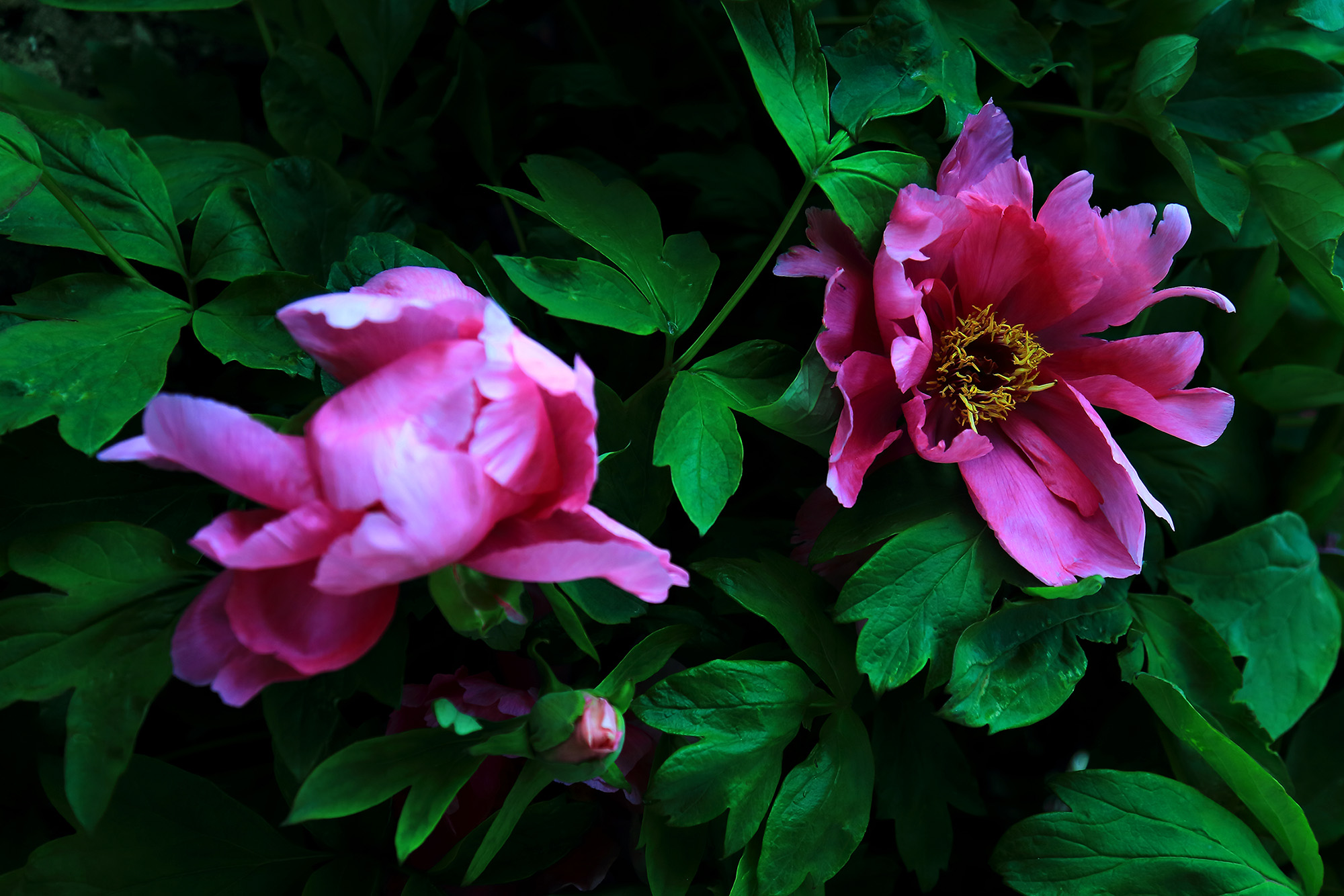 ��ɫ���� (2).jpg