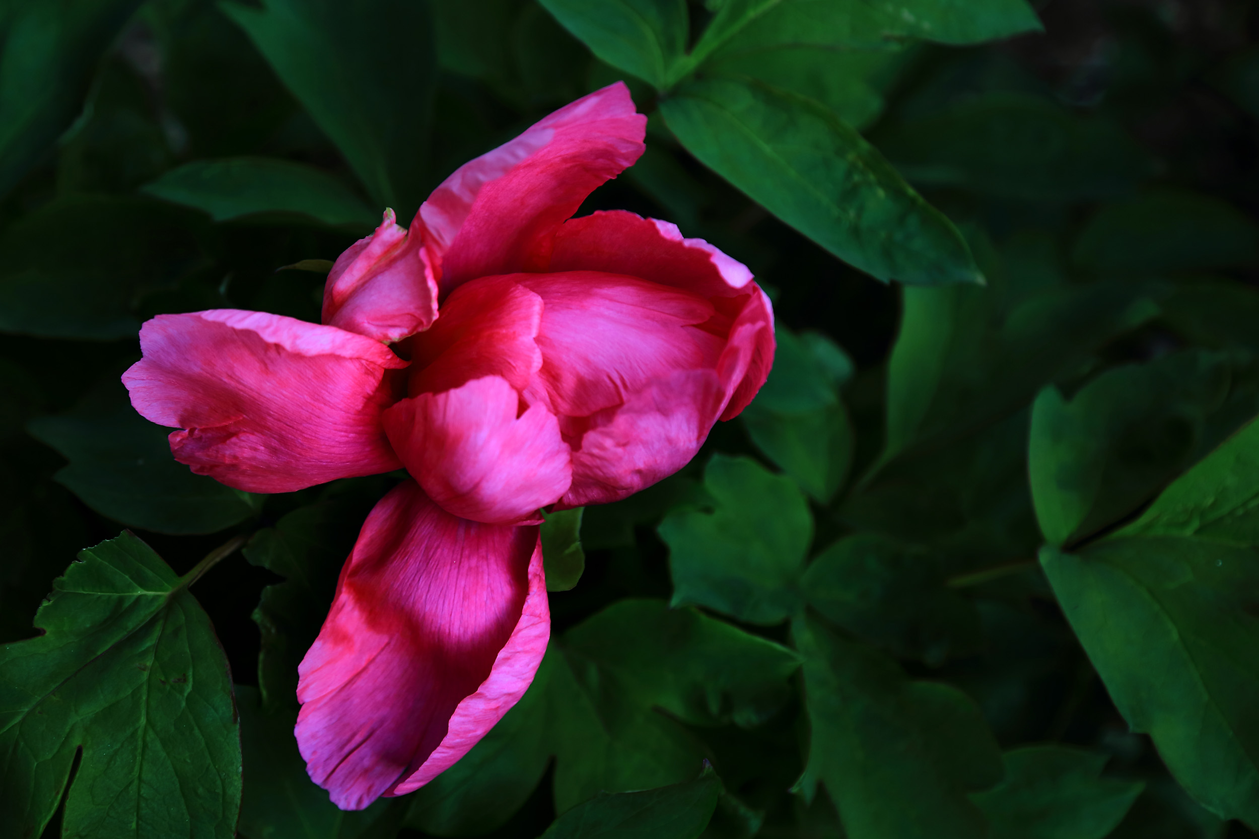 ��ɫ���� (3).jpg