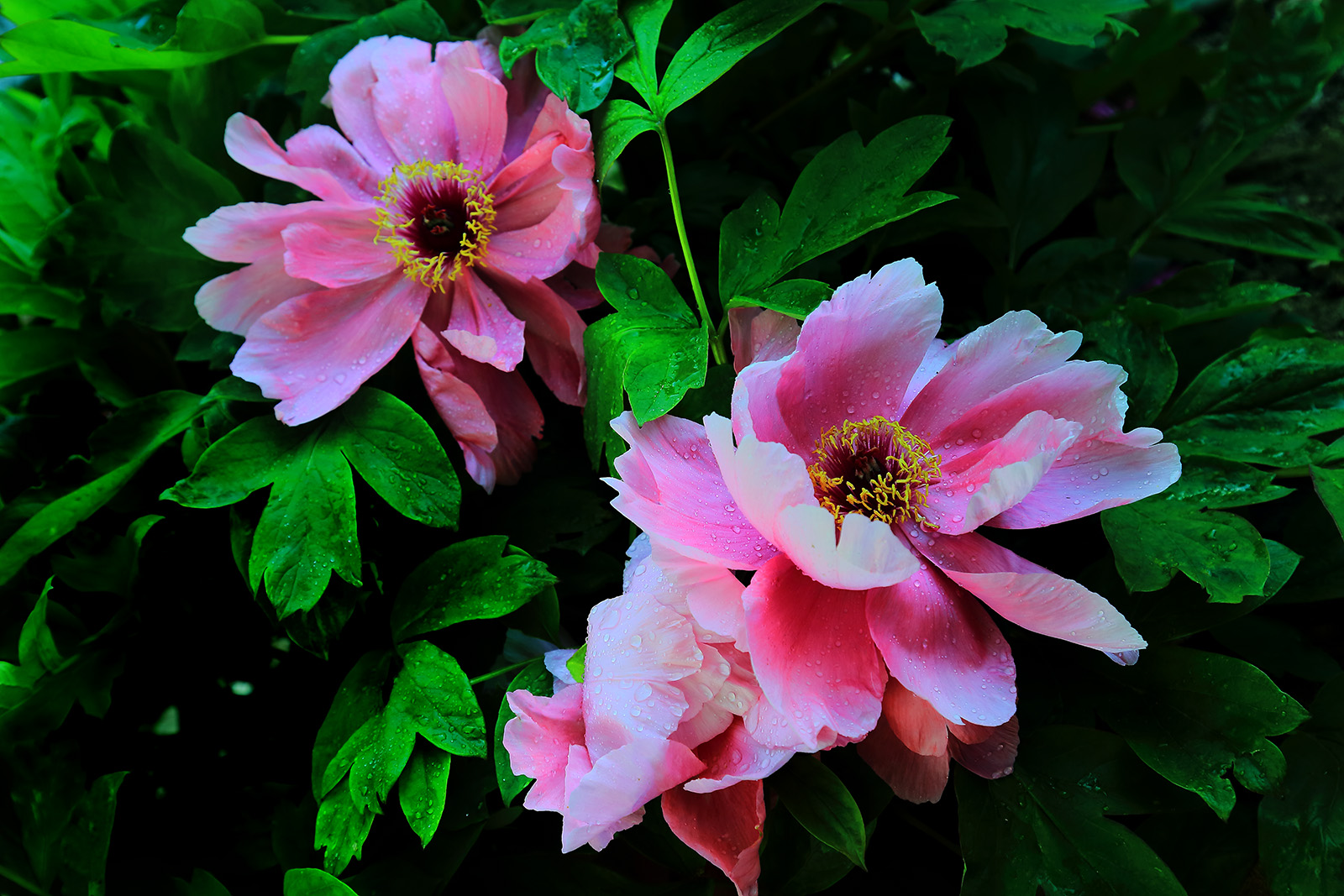 ��ɫ���� (4).jpg