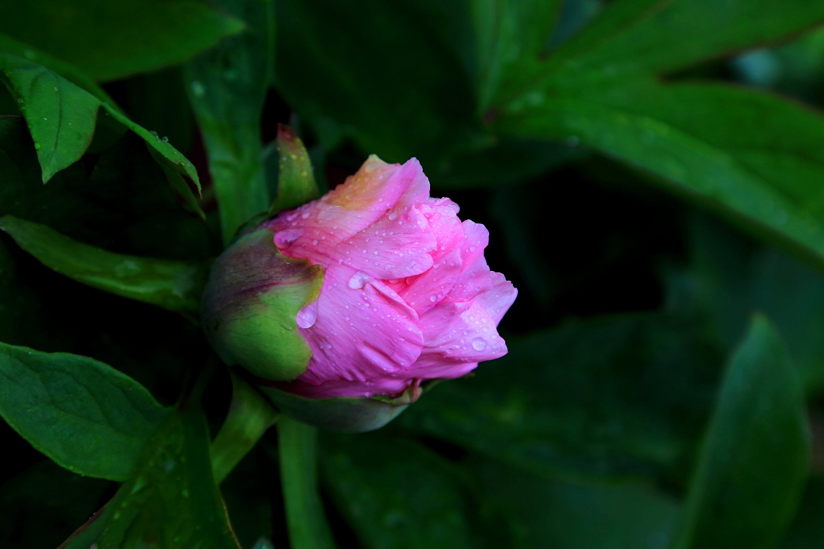 ��ɫ���� (5).jpg