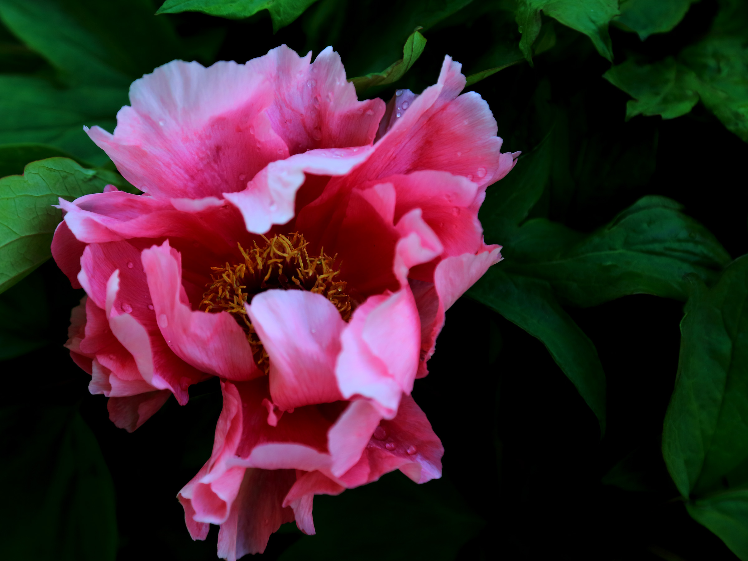 ��ɫ���� (6).jpg