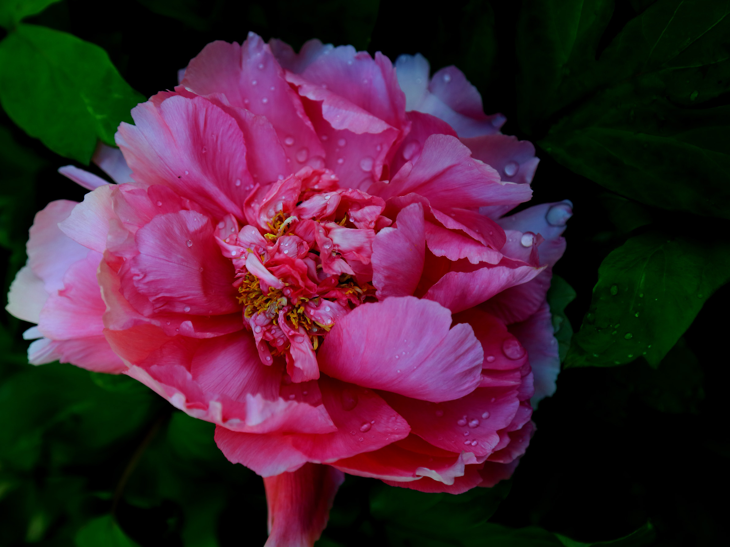 ��ɫ���� (7).jpg