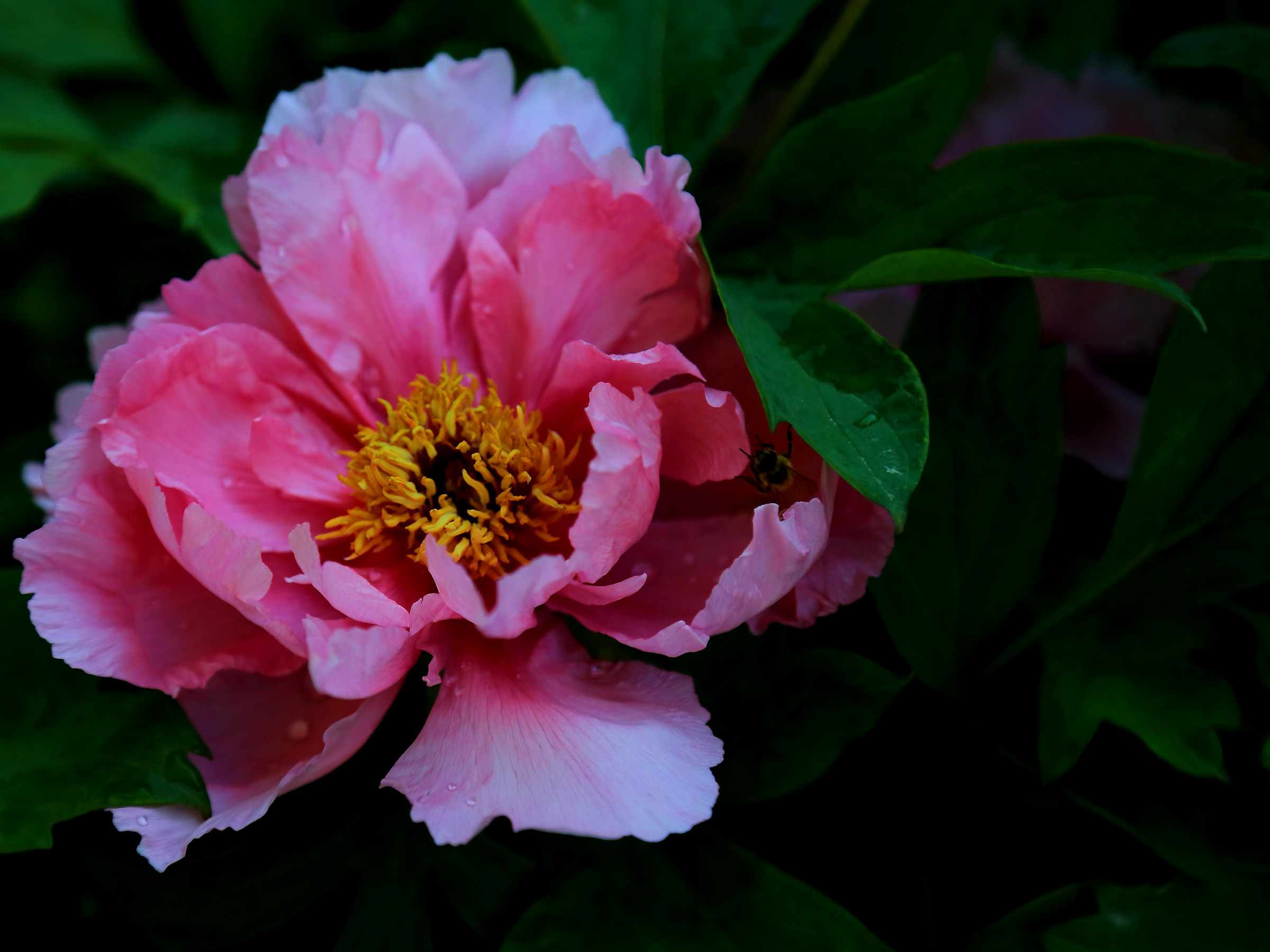 ��ɫ���� (8).jpg