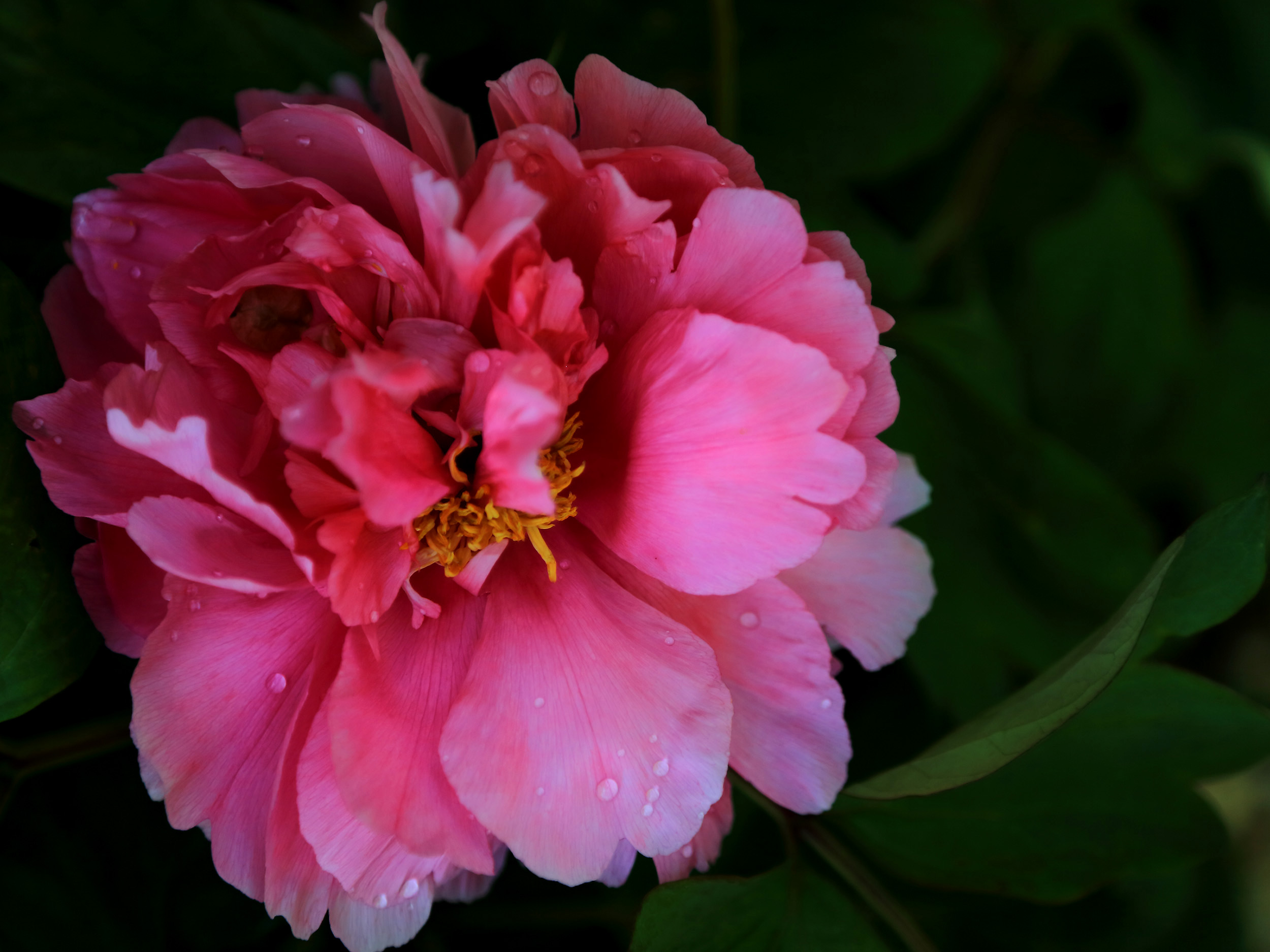 ��ɫ���� (9).jpg