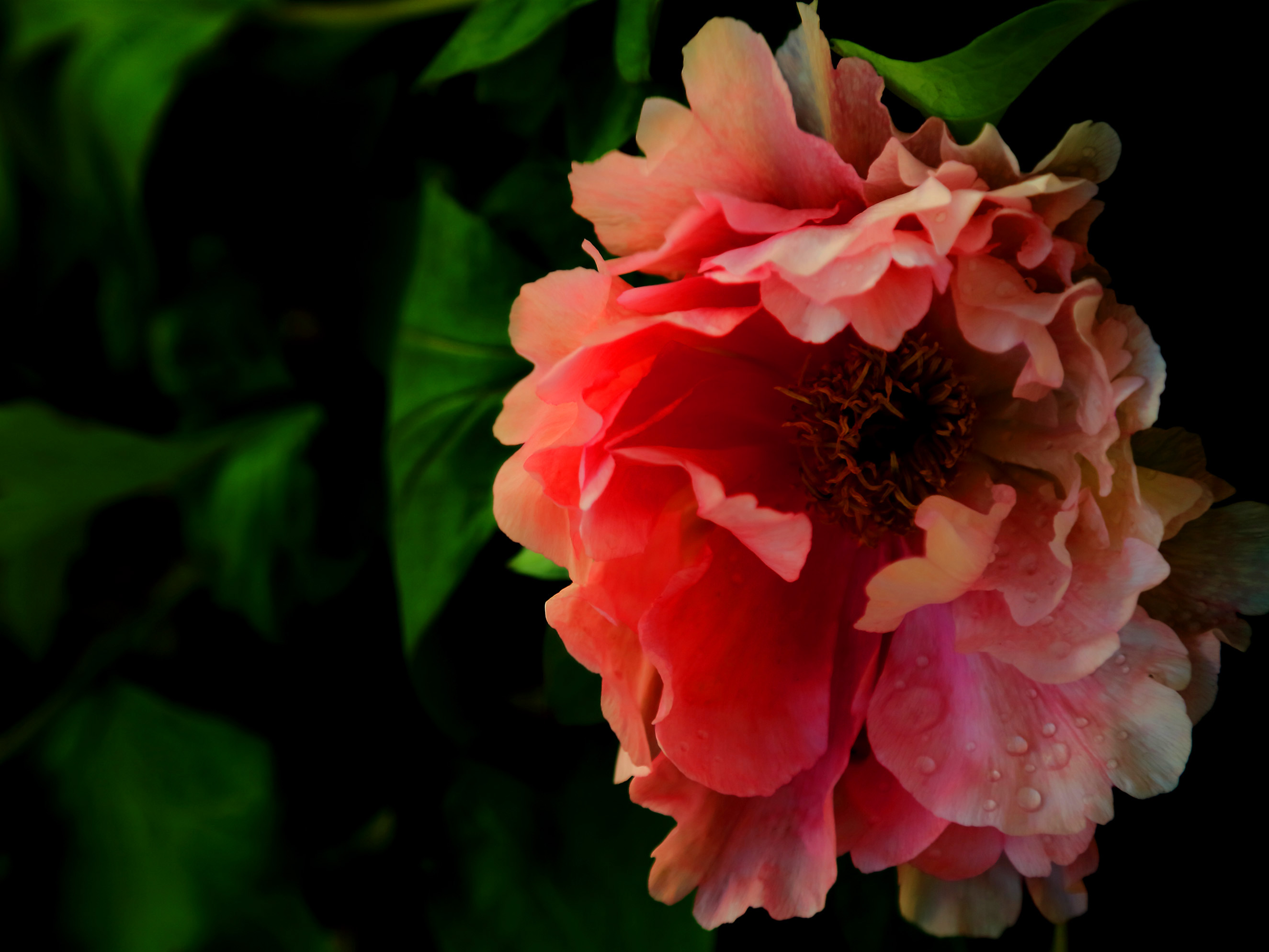 ��ɫ���� (12).jpg