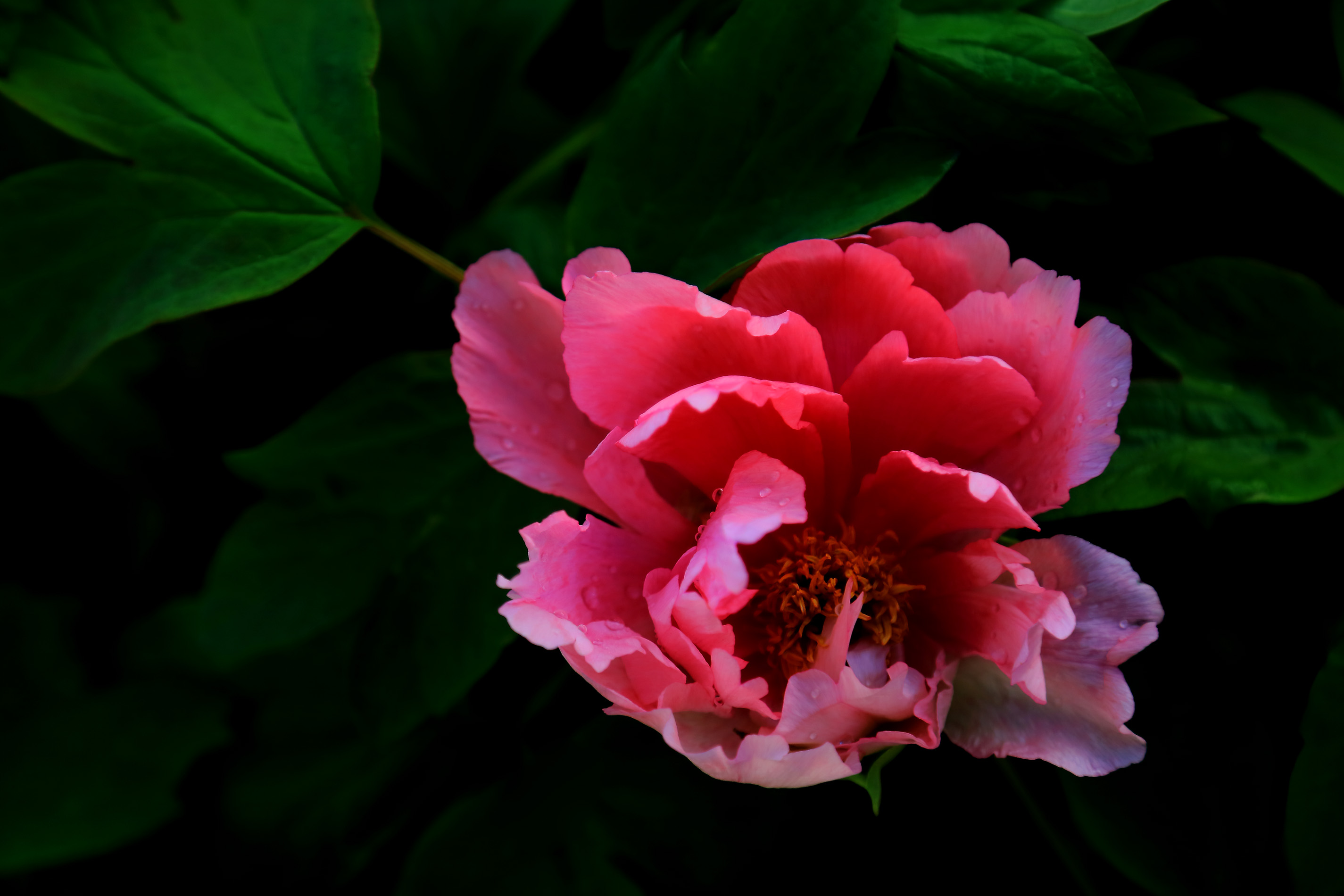 ��ɫ���� (13).jpg