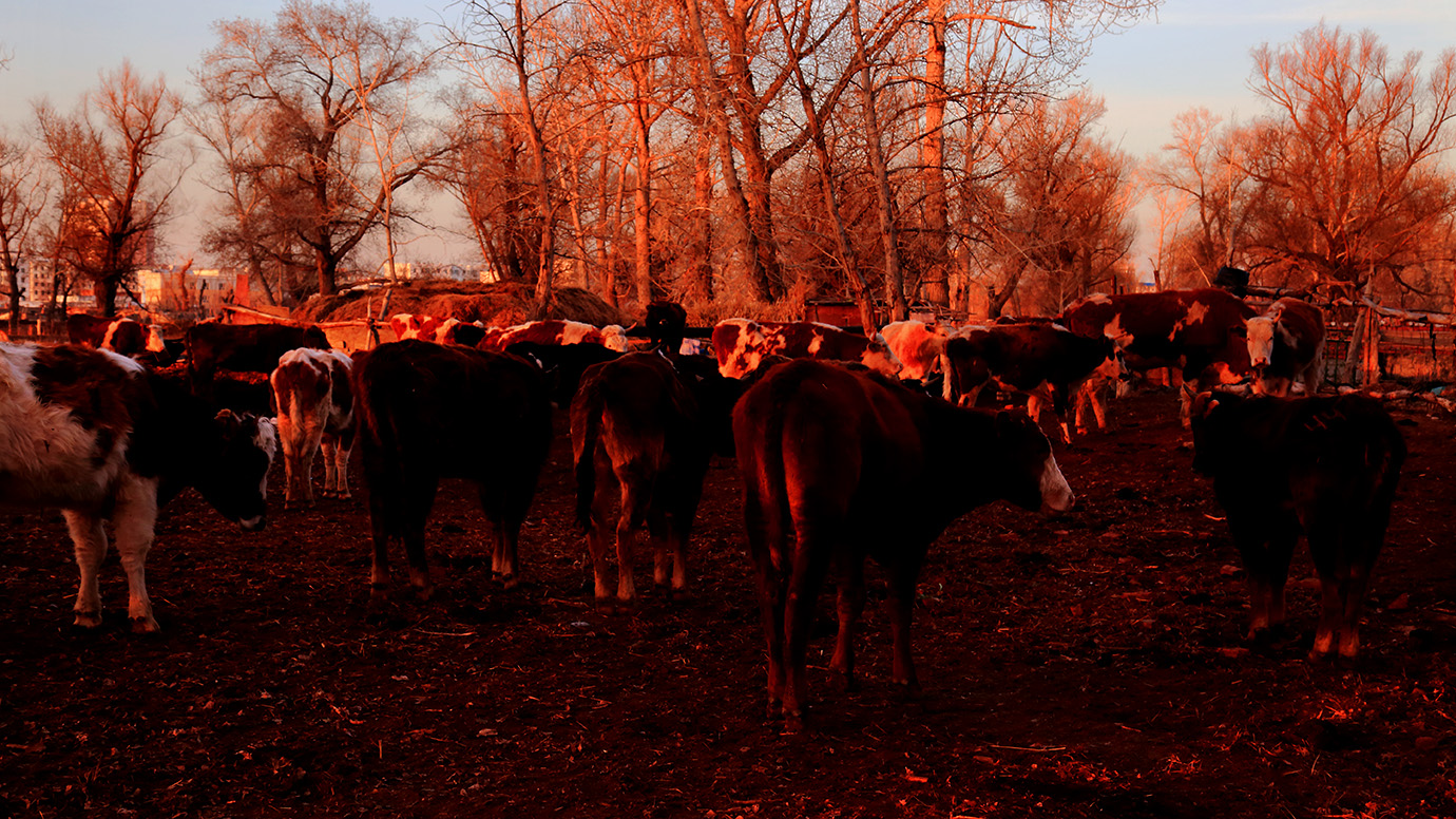 ����ţȺ (1).jpg