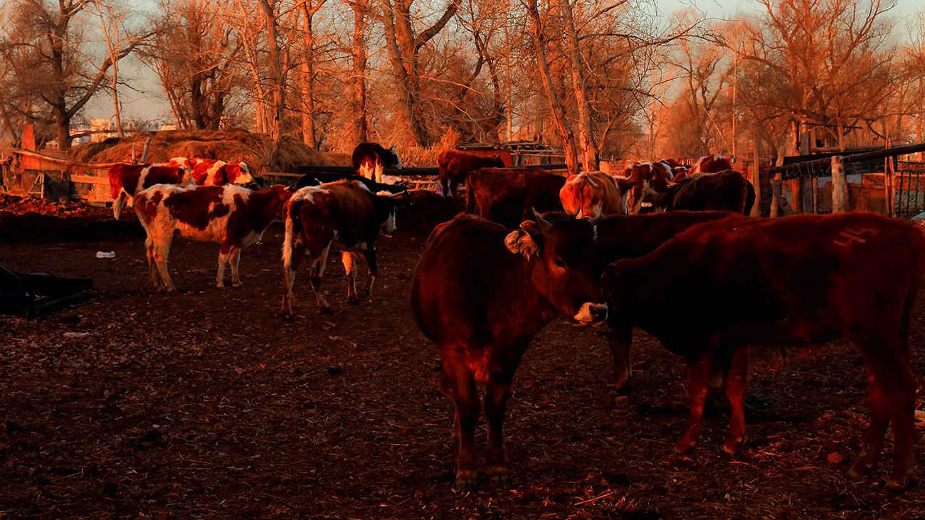 ����ţȺ (2).jpg