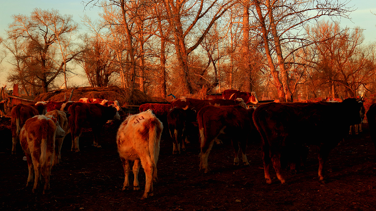 ����ţȺ (3).jpg