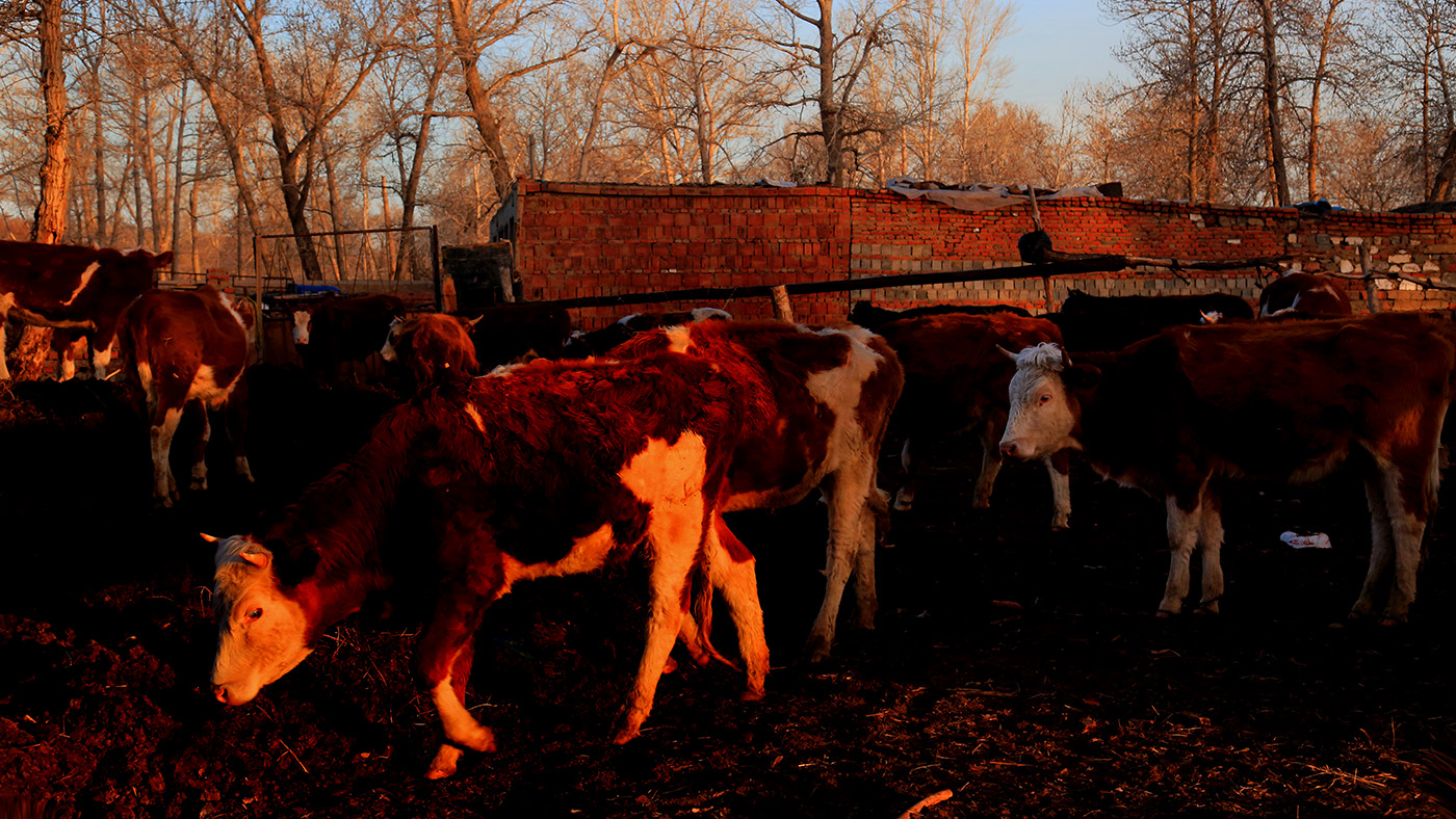 ����ţȺ (4).jpg