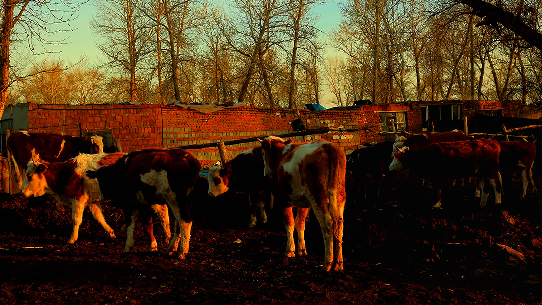 ����ţȺ (5).jpg