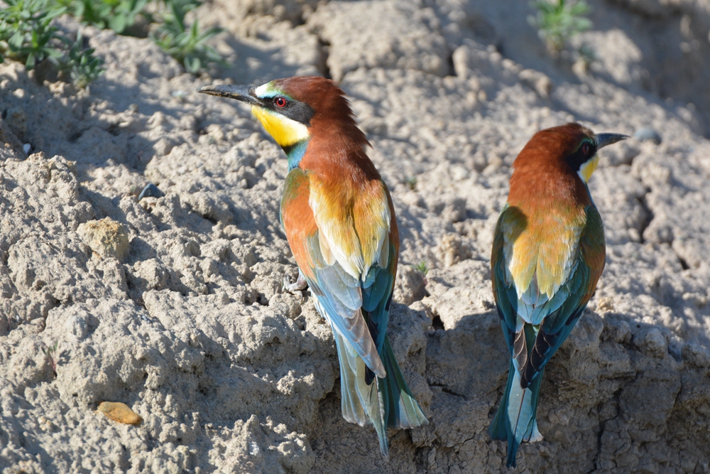 �ƺ��仢 547_����.jpg