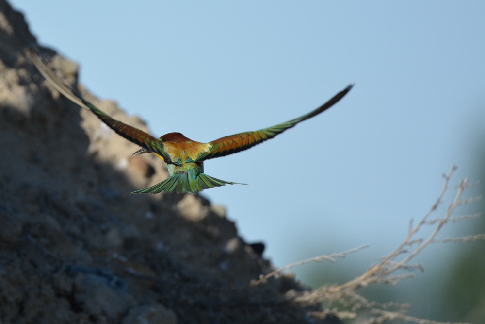 �ƺ��仢 1000_����.jpg