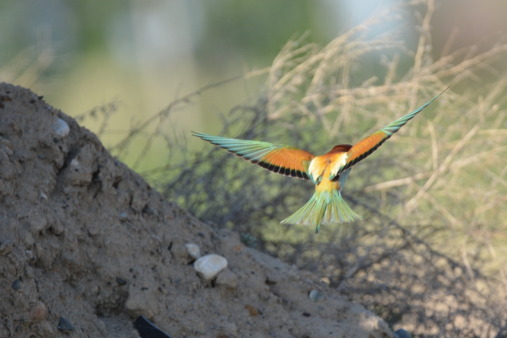 �ƺ��仢 1010_����.jpg