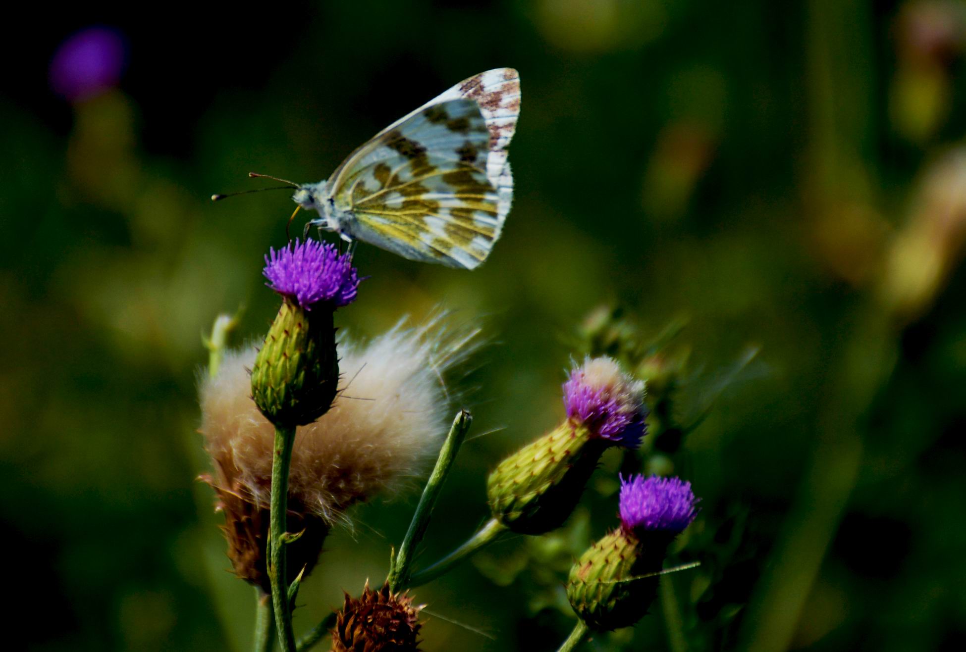 ������С DSC_1734.JPG