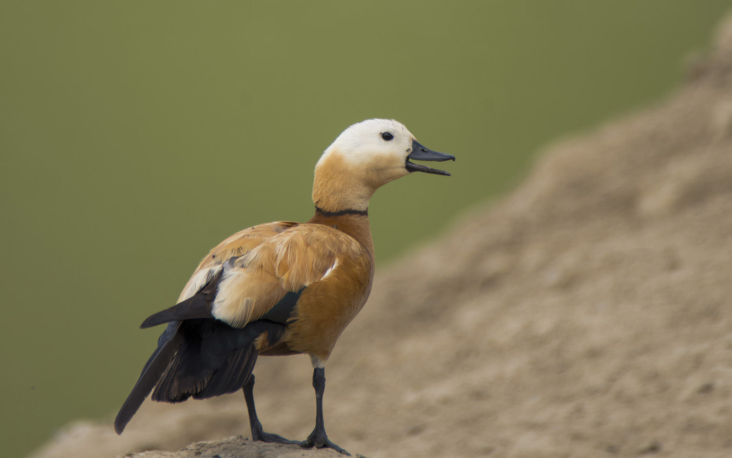 ������ε�˭�أ�