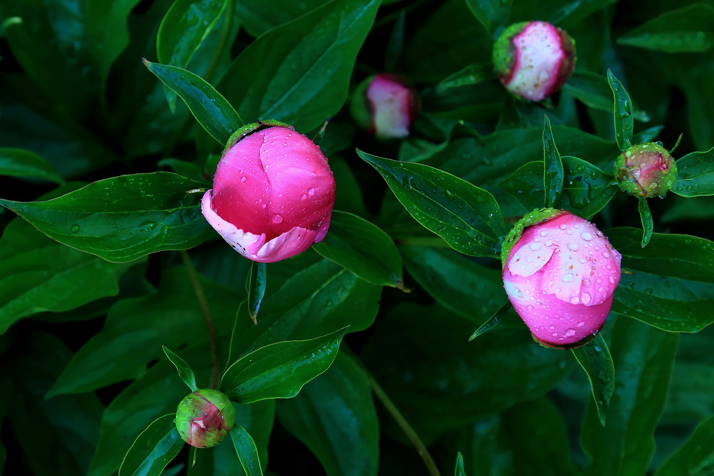 ������ҩ (1).jpg