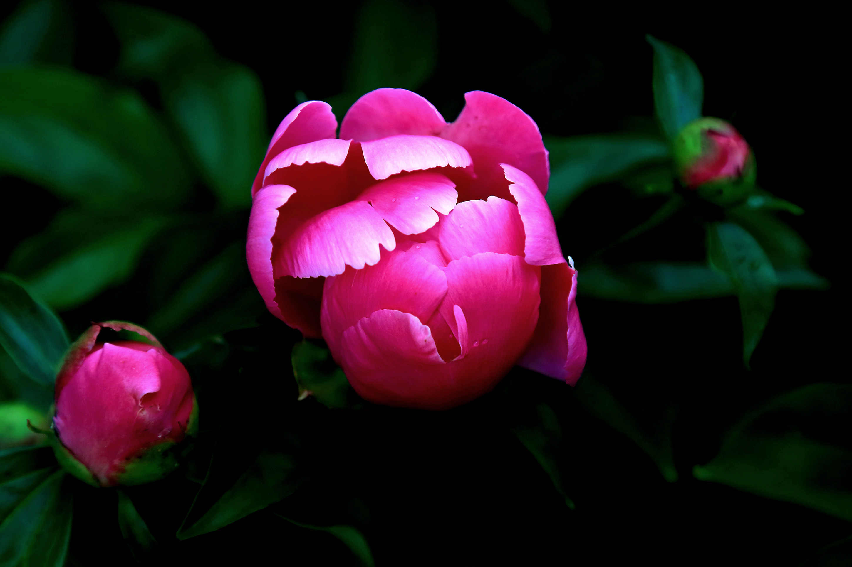 ������ҩ (3).jpg