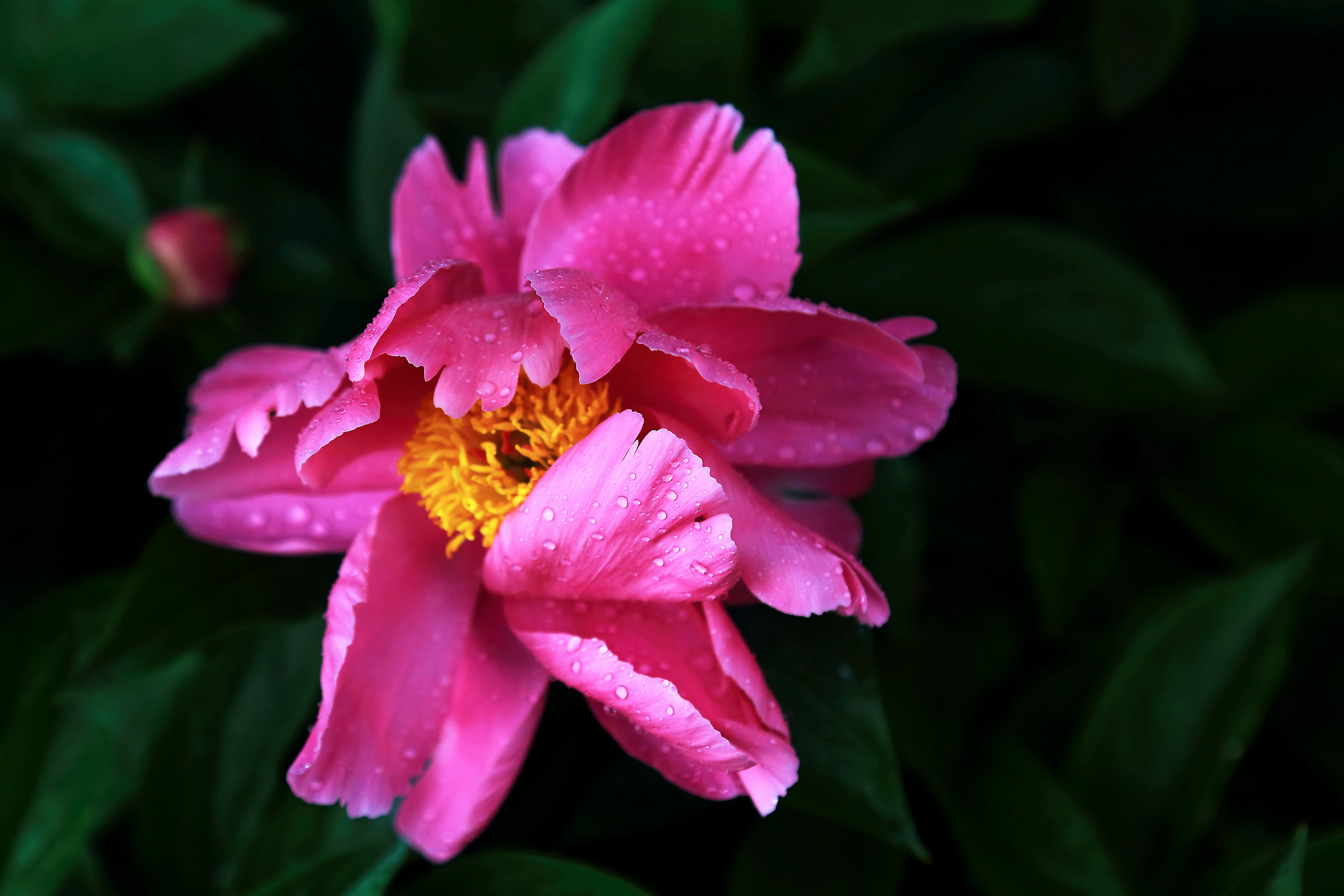 ������ҩ (4).jpg