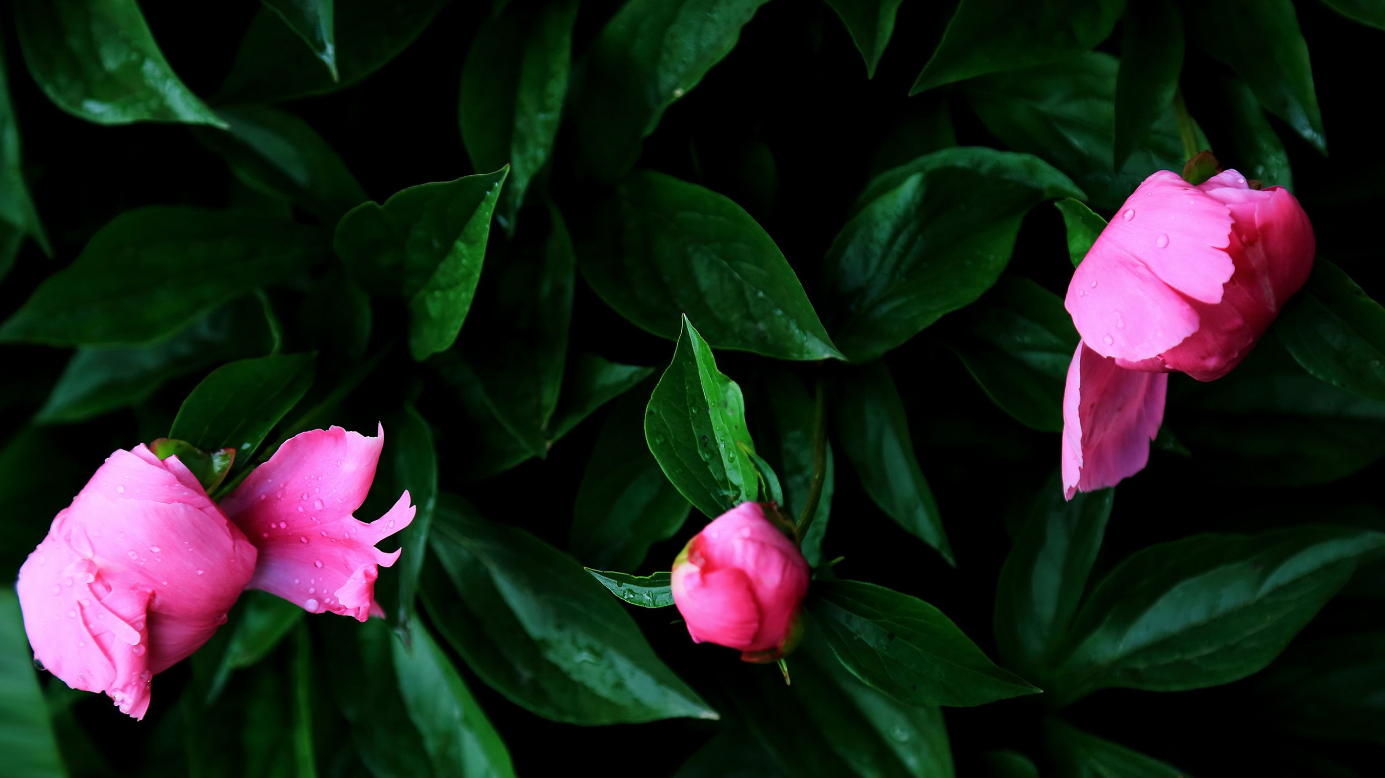 ������ҩ (5).jpg