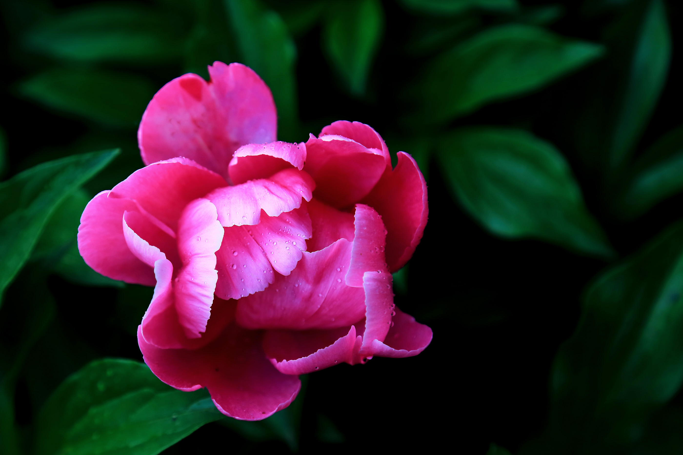 ������ҩ (7).jpg