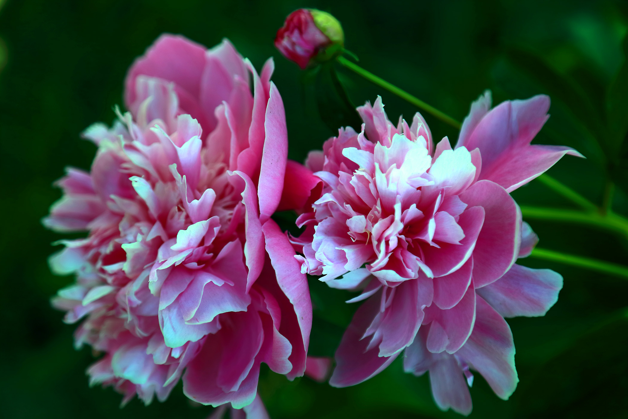 ������ҩ (8).jpg