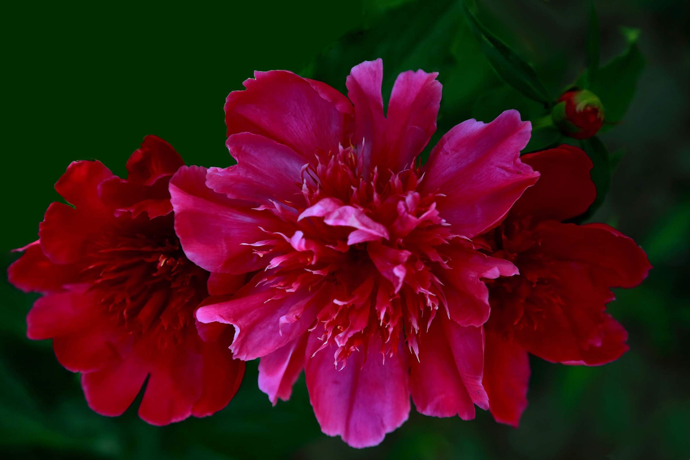 ������ҩ (9).jpg