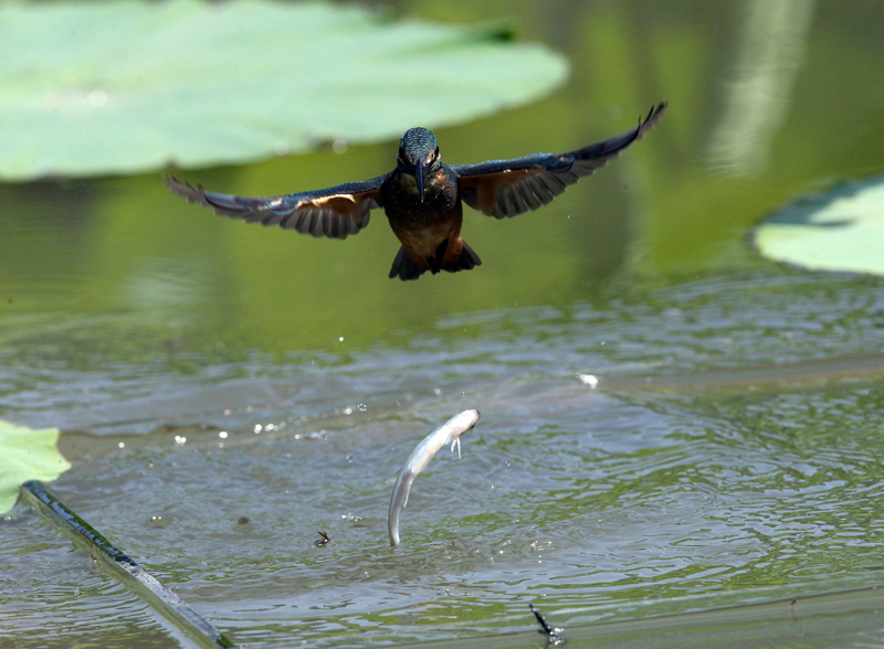 A30P1436_���� (2).jpg