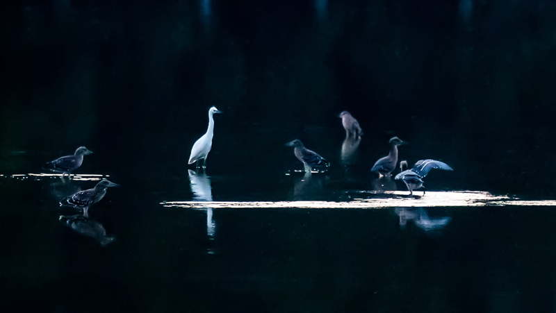 Egret and Night heron_panjinming.jpg