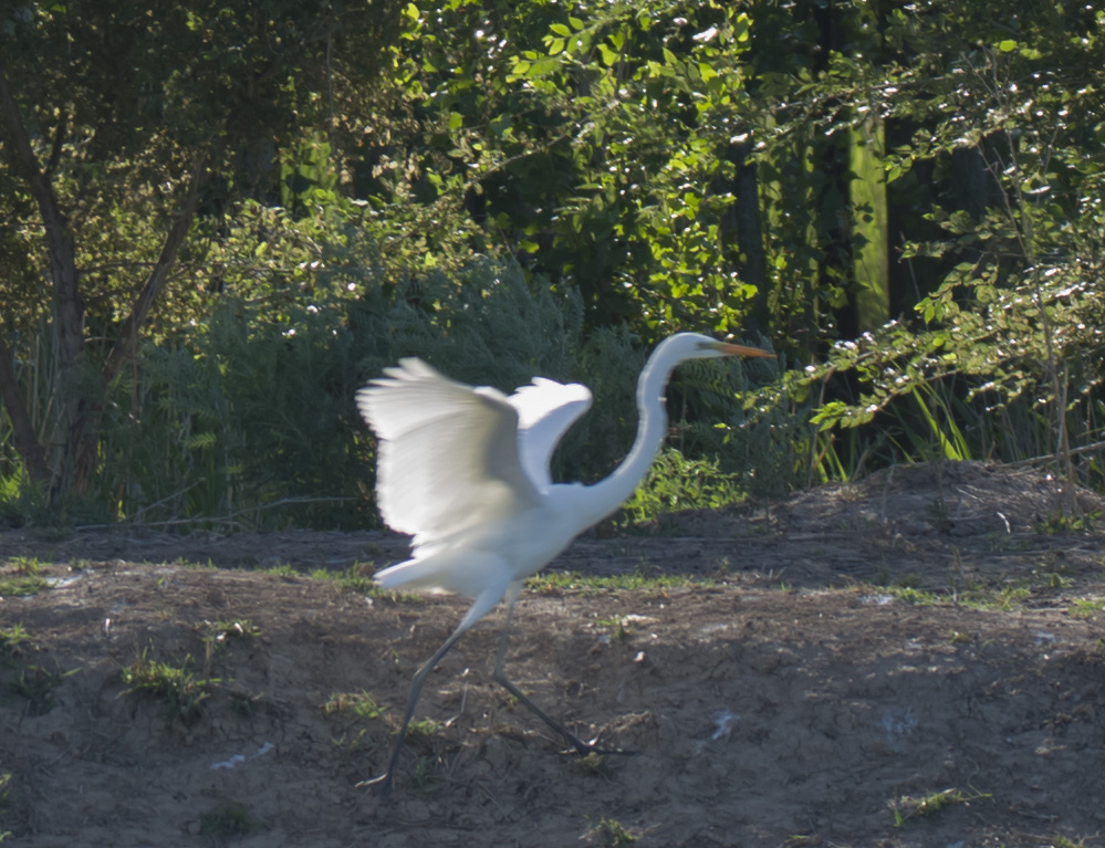 �����İ���