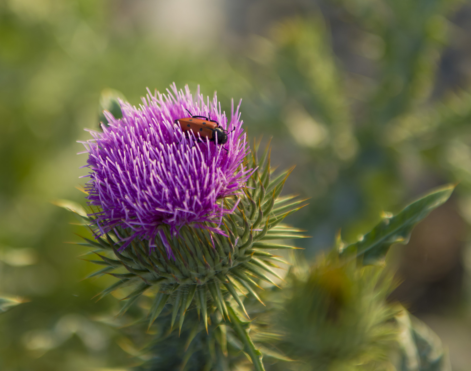 �׿ǳ����������