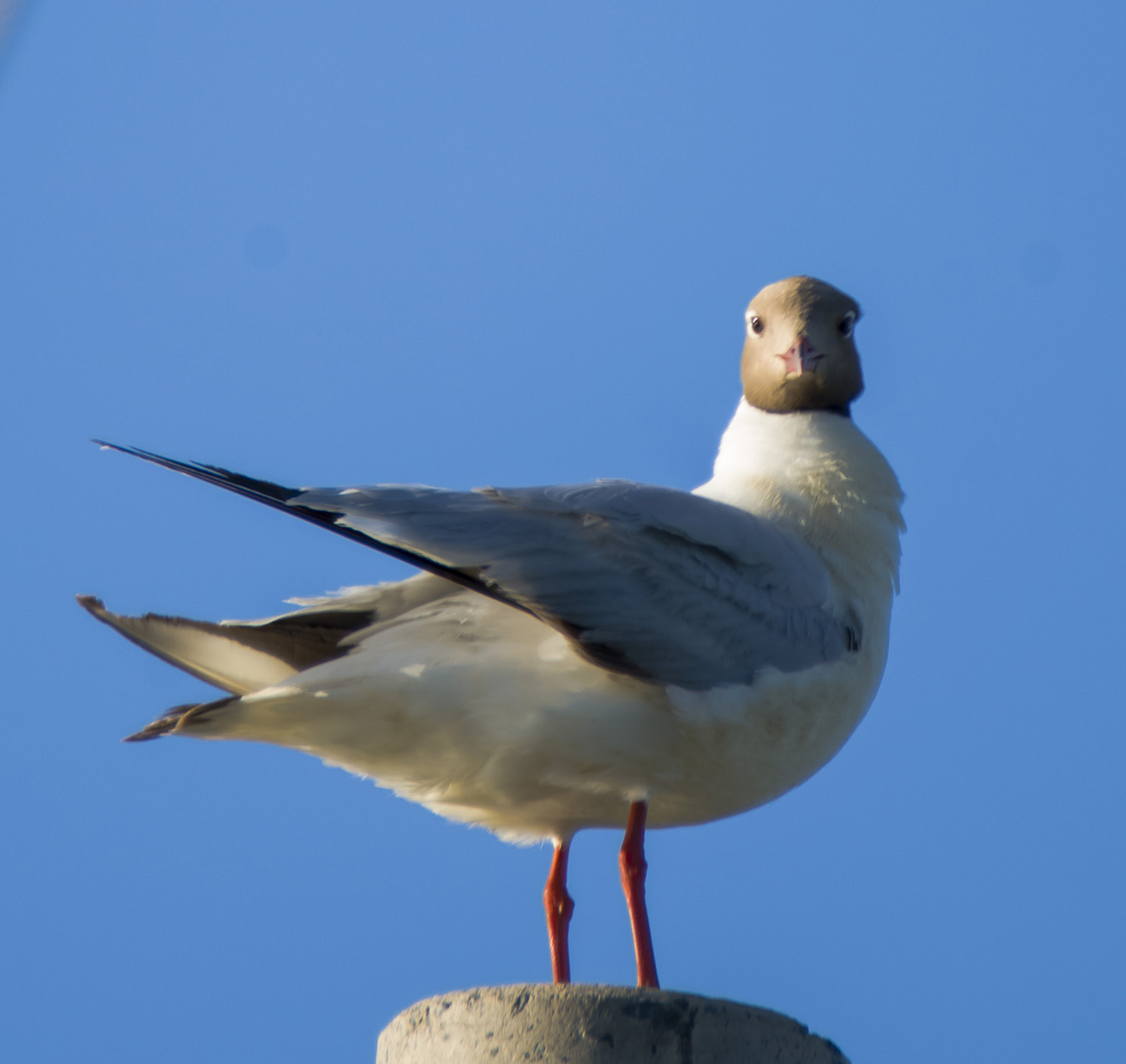 ��������׼�ա�