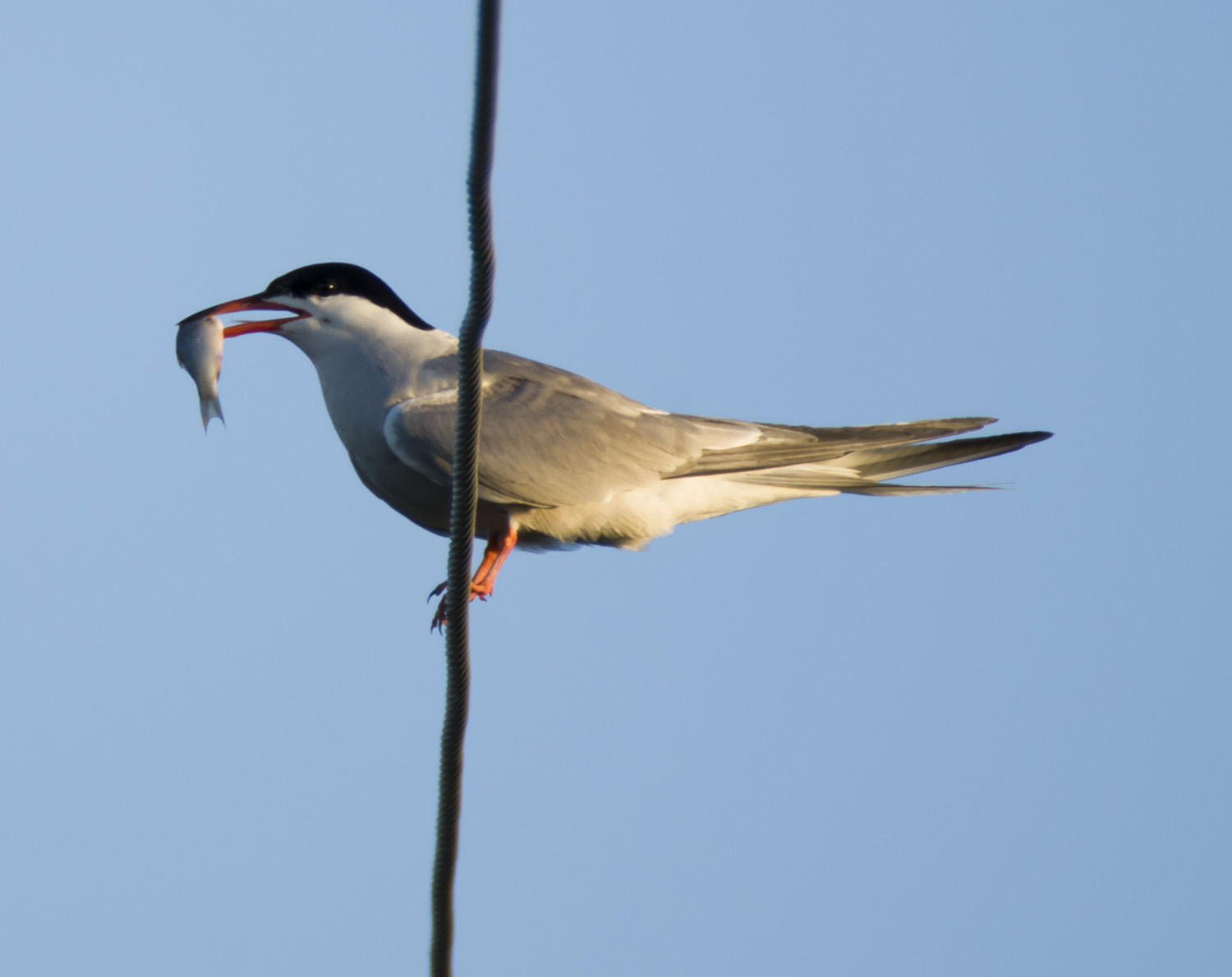 �ɹ��ߵ���ҫ