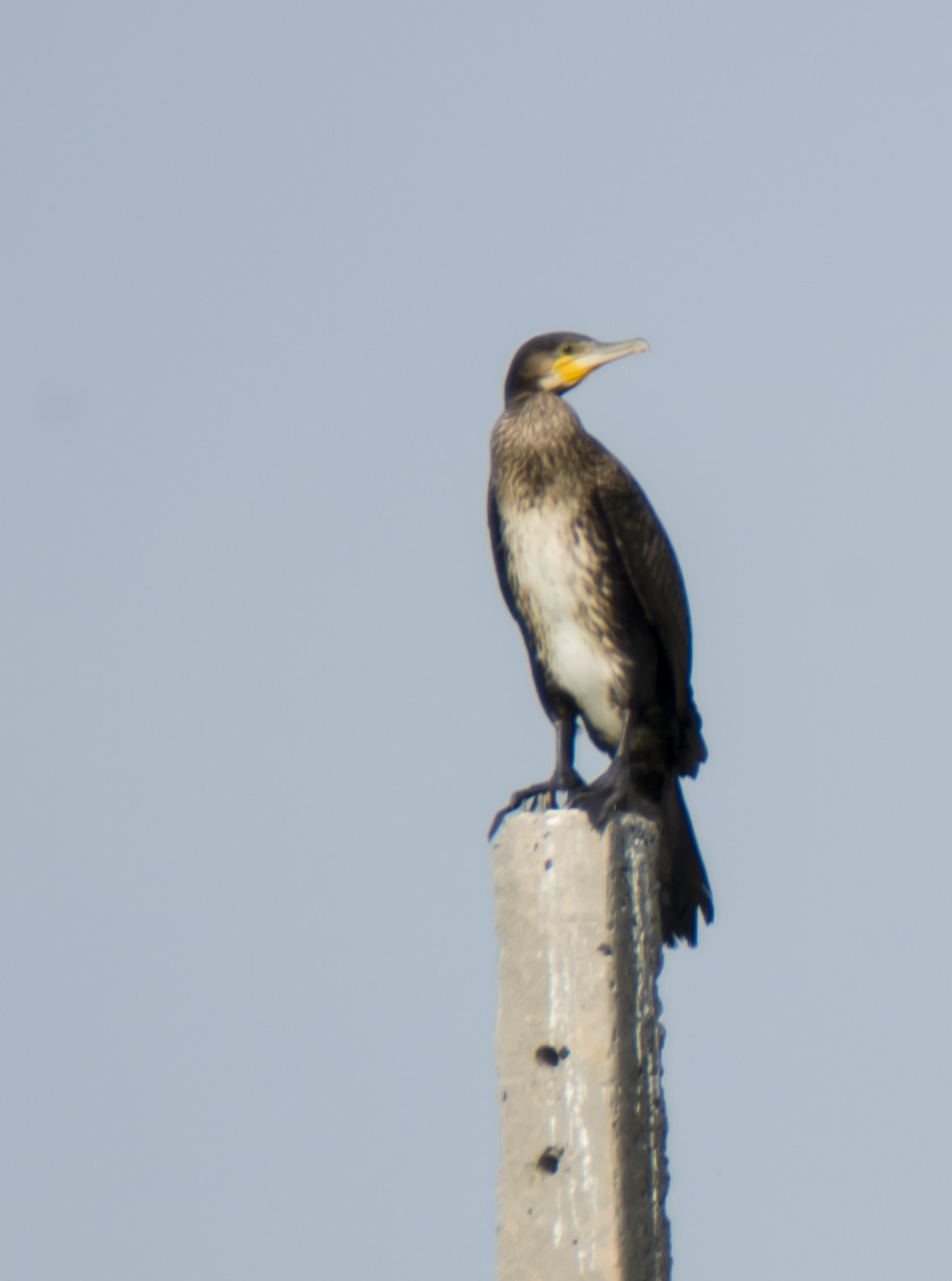 ����ʲô��