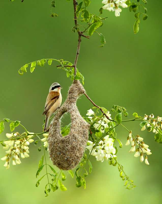 ͭ������������fushunlin ��.jpg