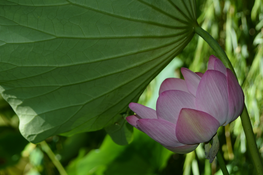 ���ܷ羰 133_����.jpg