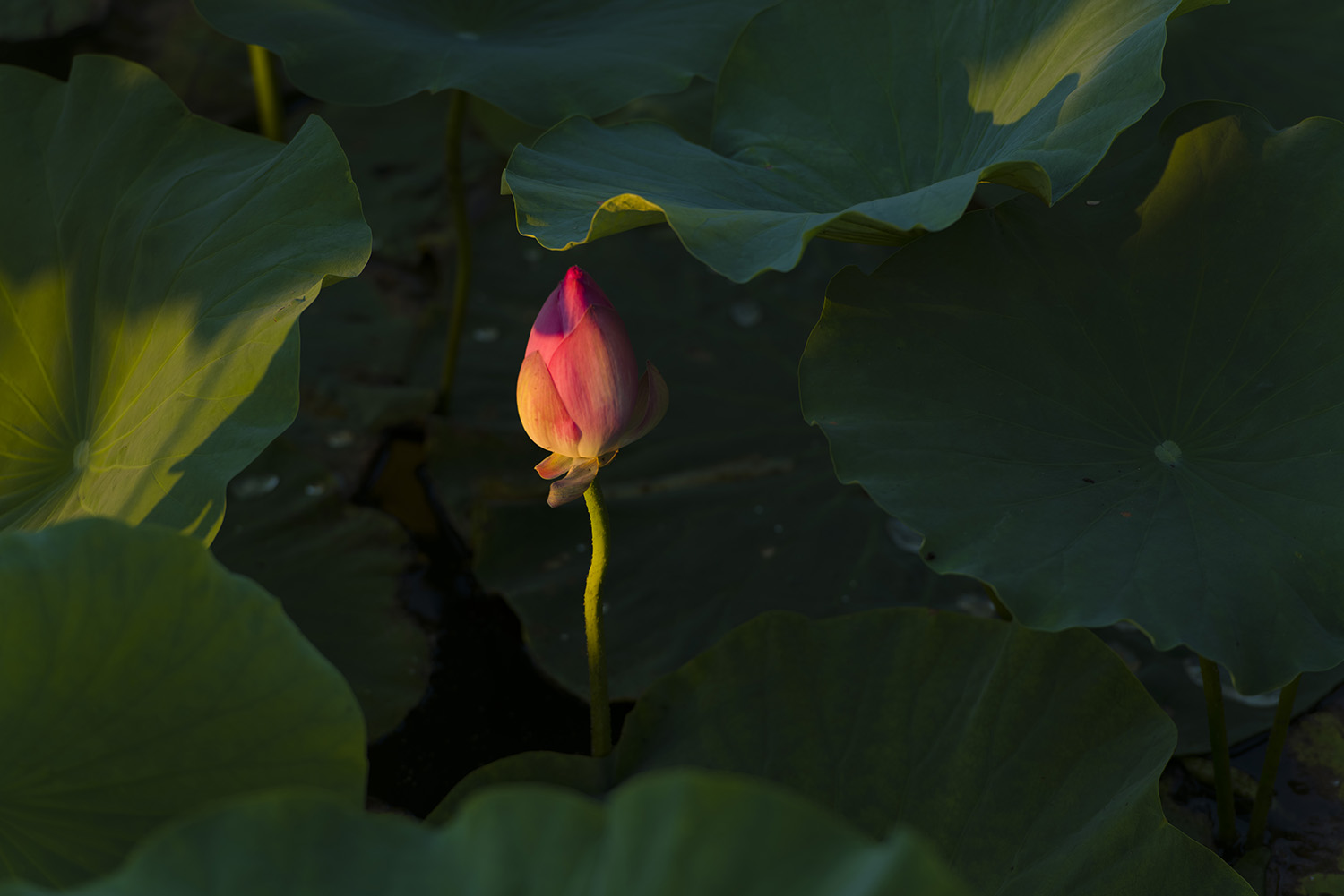 ���̴���һ���