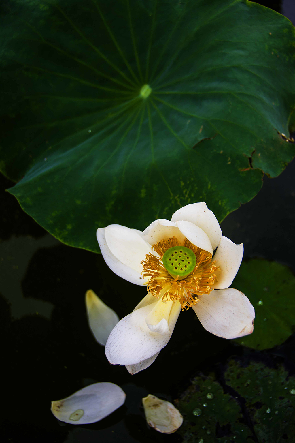 ������.......