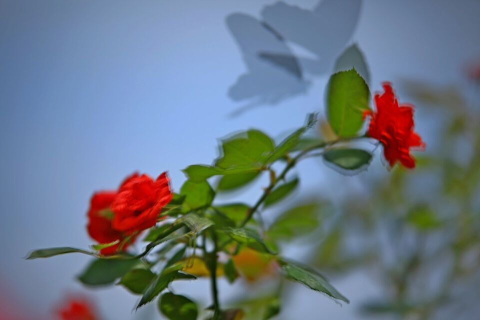 ������Ӱ����