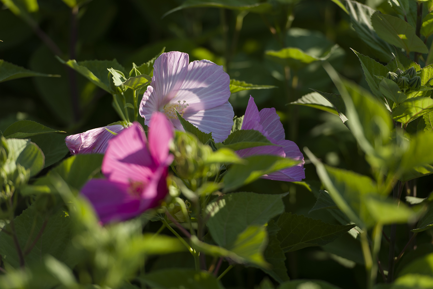 ��Ϊ˭��˭֪��